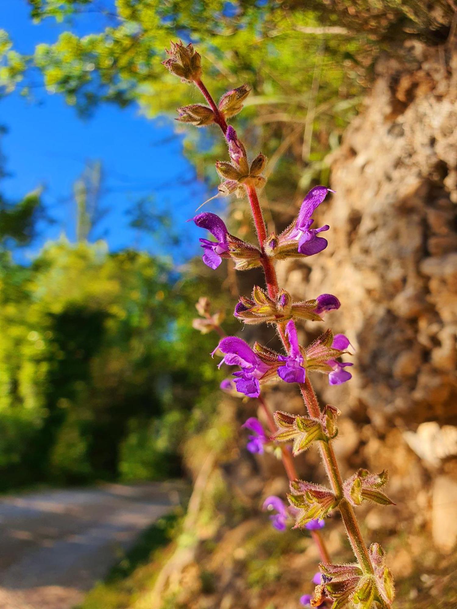 Violeta Hvar Hvar Town Exterior foto